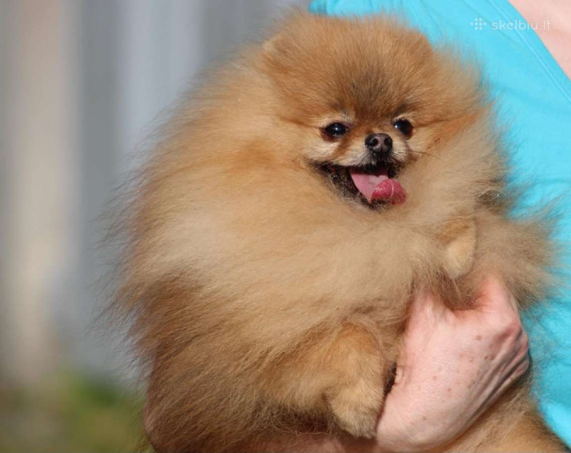 Pomeraniukai - nuotraukos Nr. 11