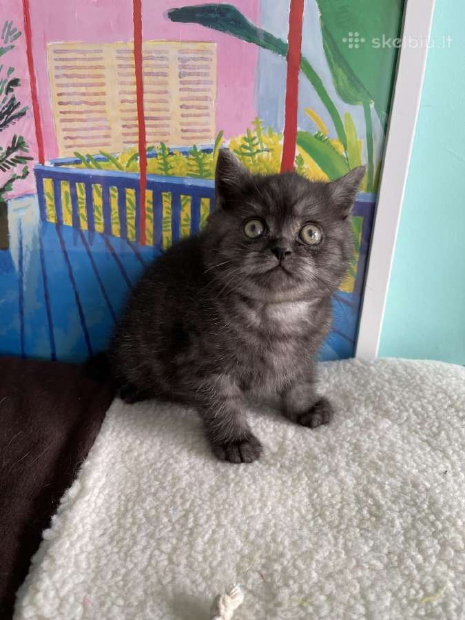 Juodo dumo britukas - nuotraukos Nr. 19