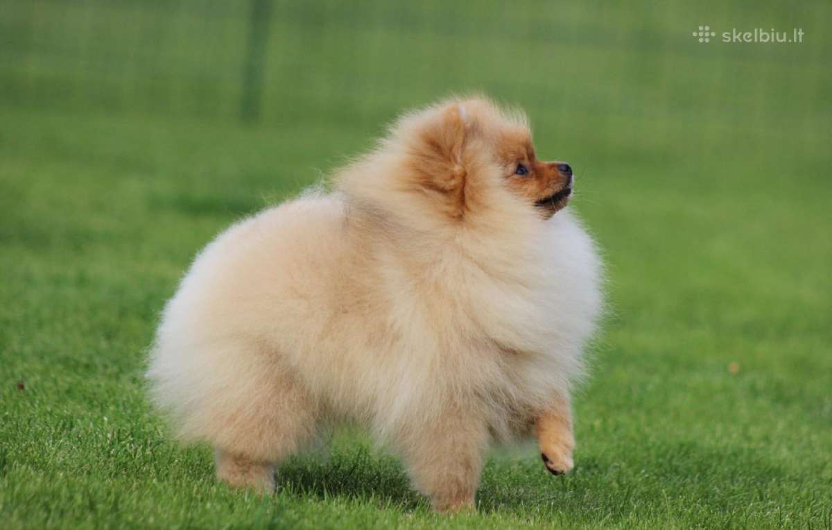 Pomeranijos špicas - nuotraukos Nr. 6
