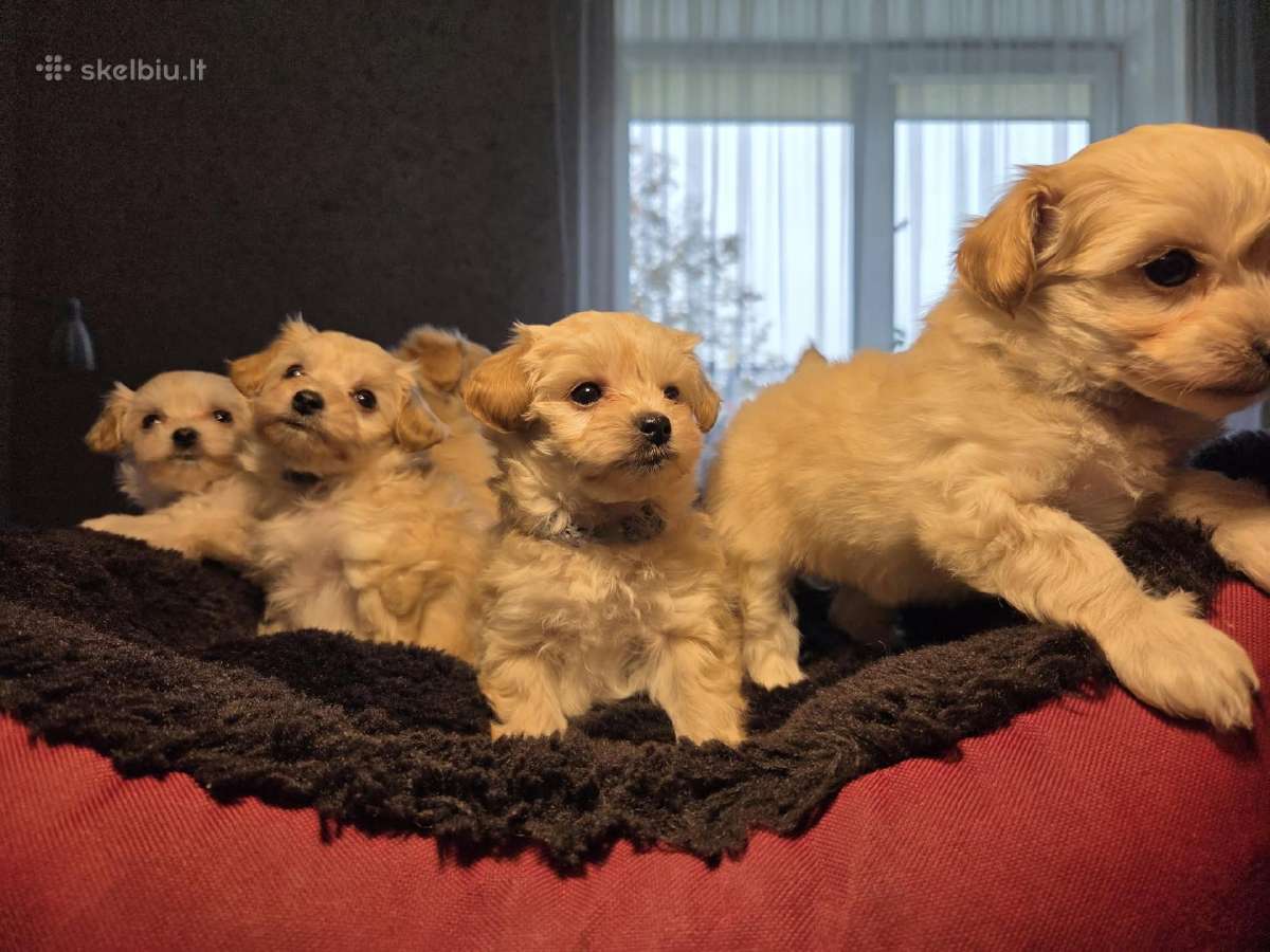 Maltipoo šuniukai pasiruošę vykti į naujus namus - nuotraukos Nr. 4