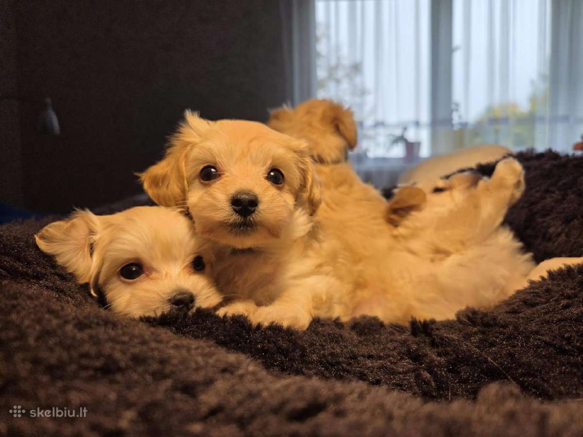 Maltipoo šuniukai pasiruošę vykti į naujus namus - nuotraukos Nr. 5