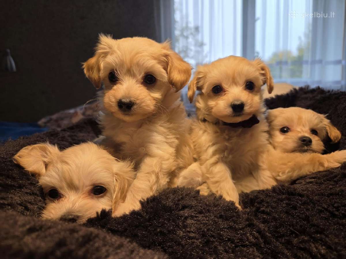Maltipoo šuniukai pasiruošę vykti į naujus namus - nuotraukos Nr. 6