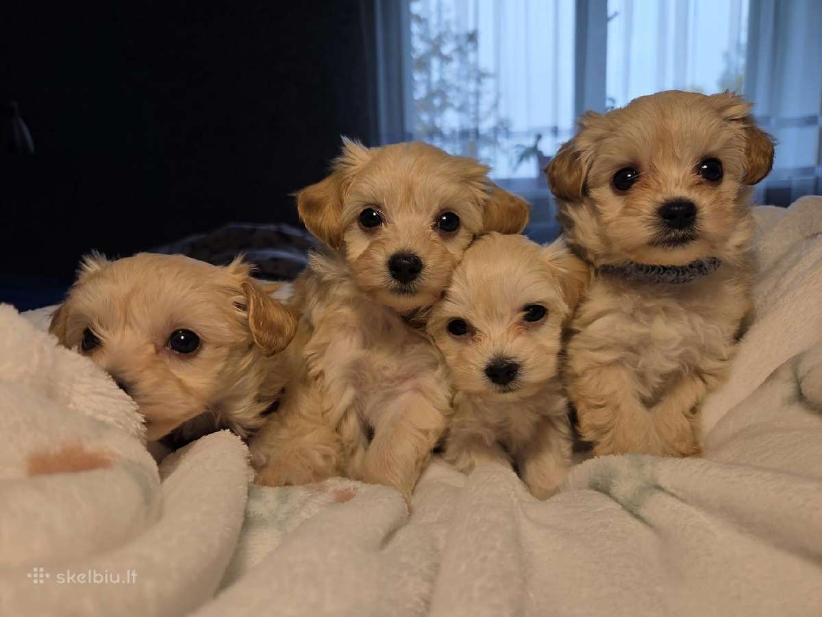 Maltipoo šuniukai pasiruošę vykti į naujus namus - nuotraukos Nr. 7
