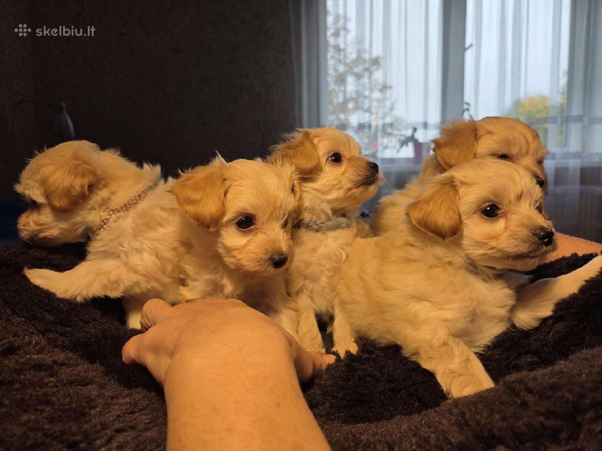 Maltipoo šuniukai pasiruošę vykti į naujus namus - nuotraukos Nr. 8