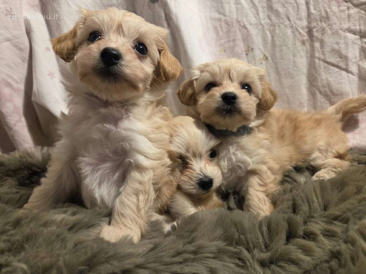 Maltipoo šuniukai pasiruošę vykti į naujus namus - nuotraukos Nr. 2