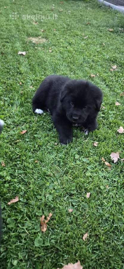 Niufaundlendo mišrūnai - nuotraukos Nr. 6