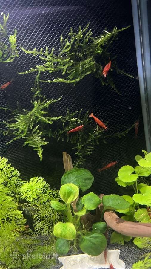 Akvariumas 13l - nuotraukos Nr. 2