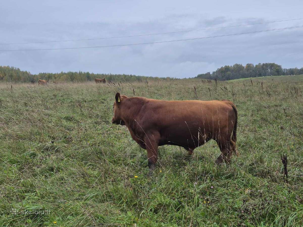 Ekologinis Ūkis Parduoda Mėsinius Galvijus - nuotraukos Nr. 3