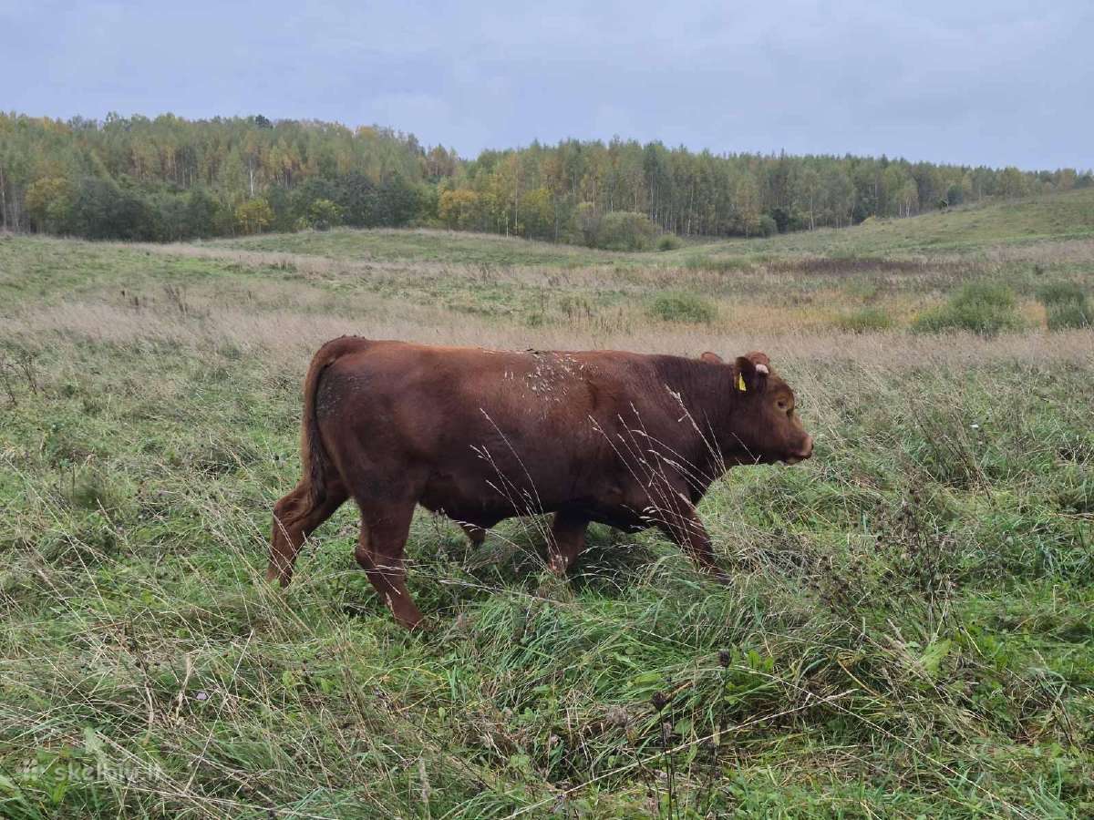 Ekologinis Ūkis Parduoda Mėsinius Galvijus - nuotraukos Nr. 6