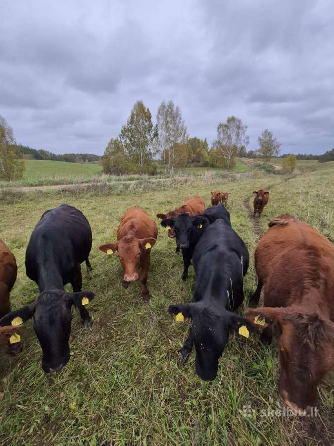 Ekologinis Ūkis Parduoda Angus Mišrūnes Telyčias - nuotraukos Nr. 2