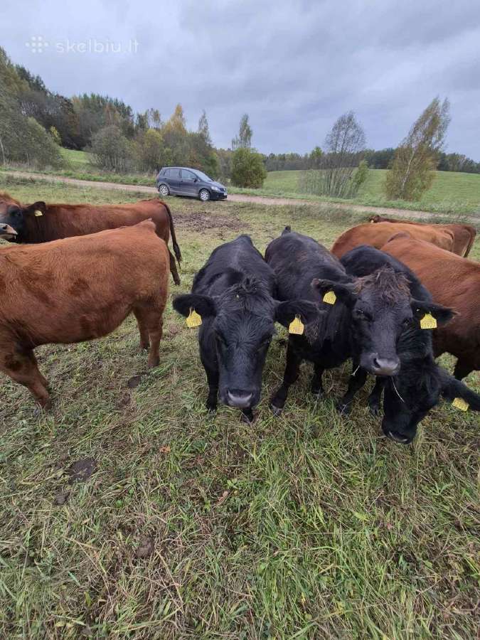 Ekologinis Ūkis Parduoda Angus Mišrūnes Telyčias - nuotraukos Nr. 3