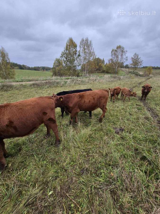 Ekologinis Ūkis Parduoda Angus Mišrūnes Telyčias - nuotraukos Nr. 4