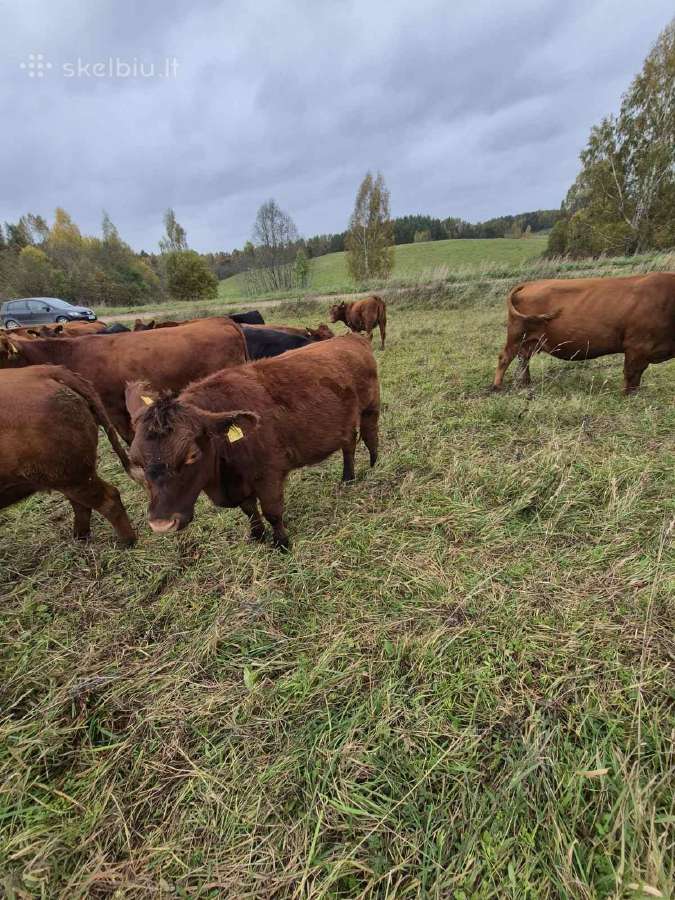 Ekologinis Ūkis Parduoda Angus Mišrūnes Telyčias - nuotraukos Nr. 5