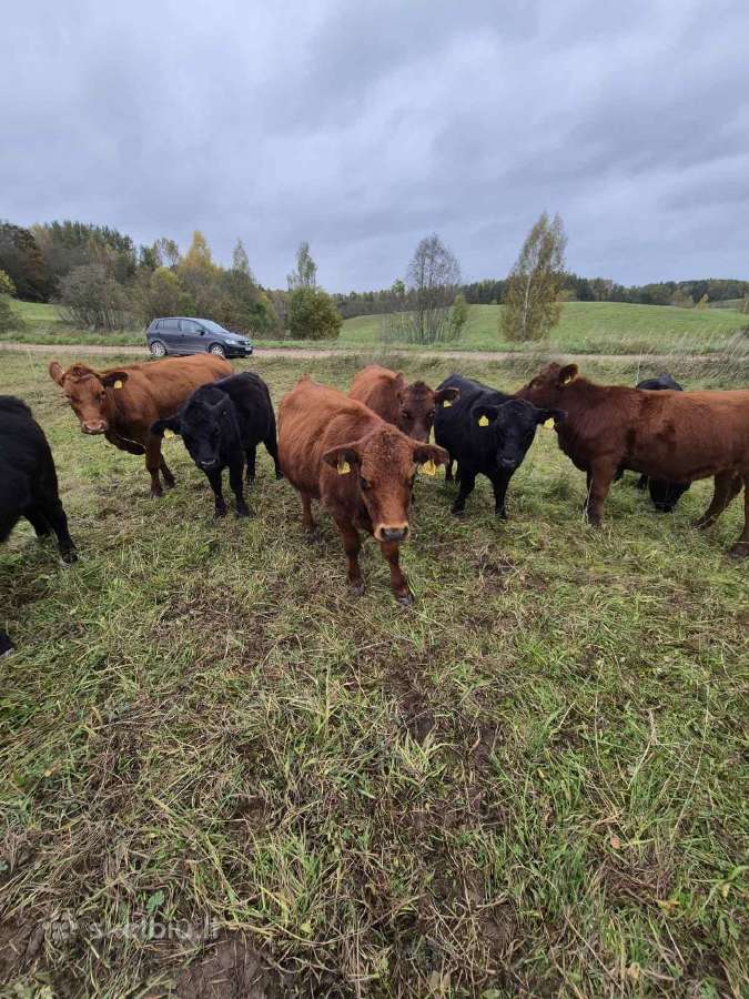 Ekologinis Ūkis Parduoda Angus Mišrūnes Telyčias - nuotraukos Nr. 6