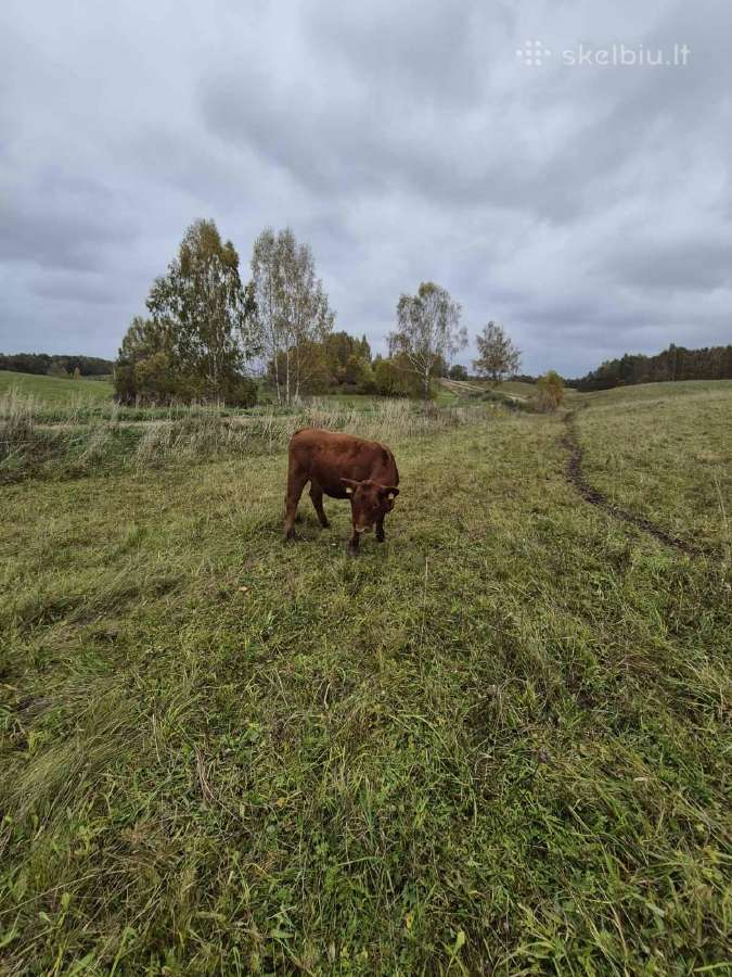 Ekologinis Ūkis Parduoda Angus Mišrūnes Telyčias - nuotraukos Nr. 7