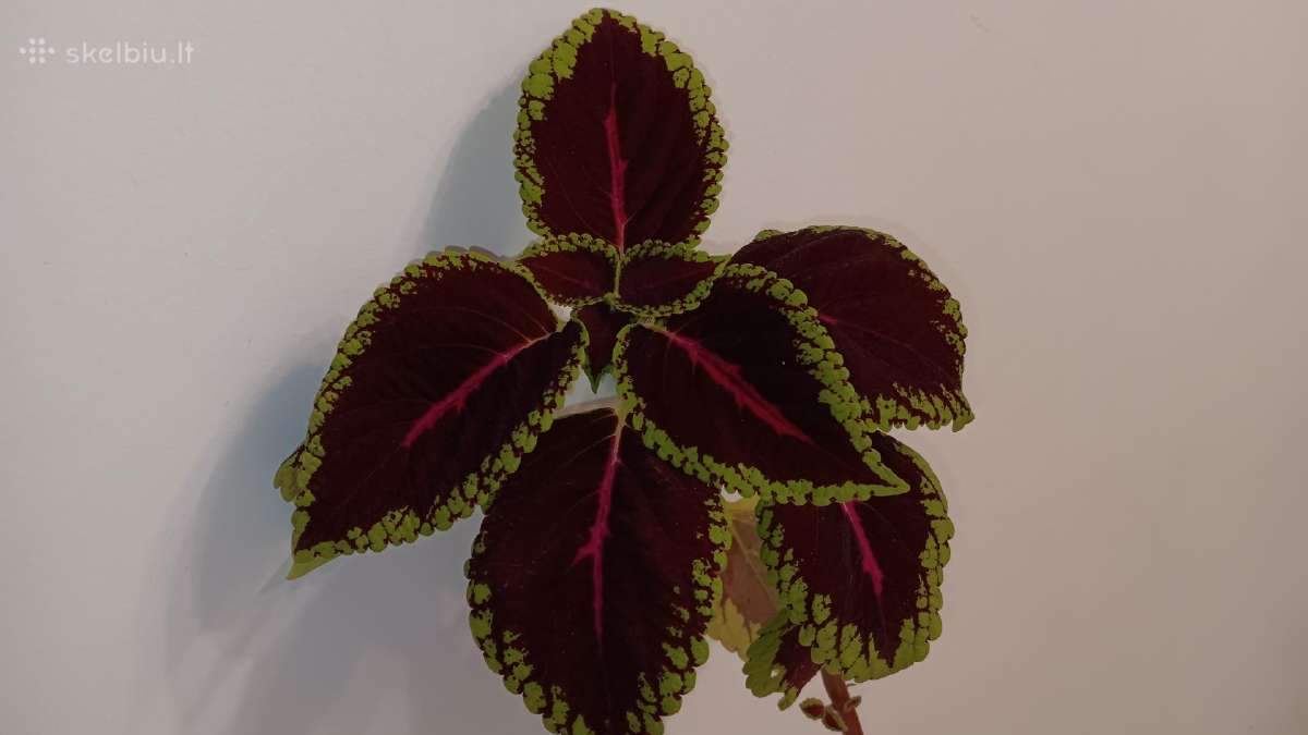 Margenis, 43 cm - nuotraukos Nr. 2