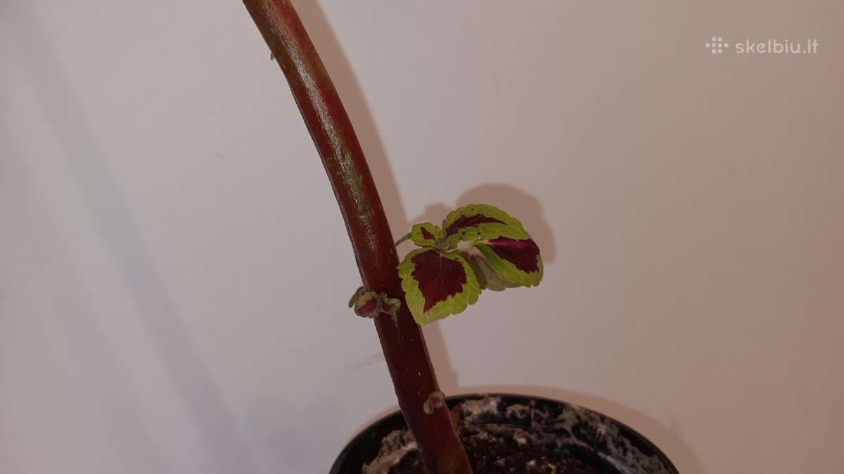 Margenis, 43 cm - nuotraukos Nr. 3