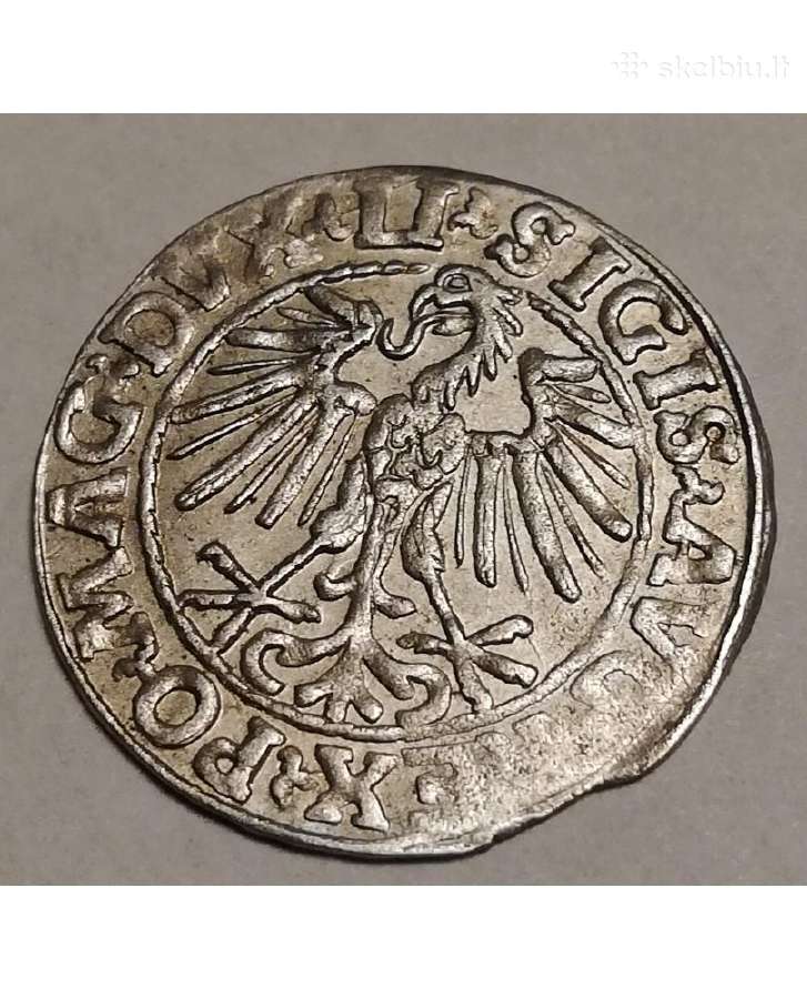 1549 žygimantas Augustas Pusgrašis - nuotraukos Nr. 2