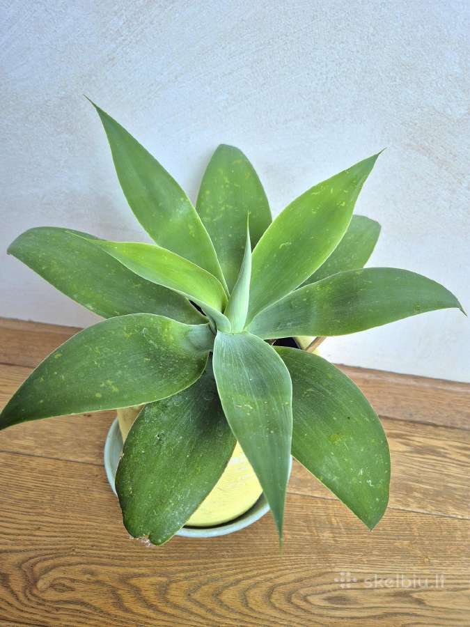 Kambarine gele"agave attennuata". - nuotraukos Nr. 2