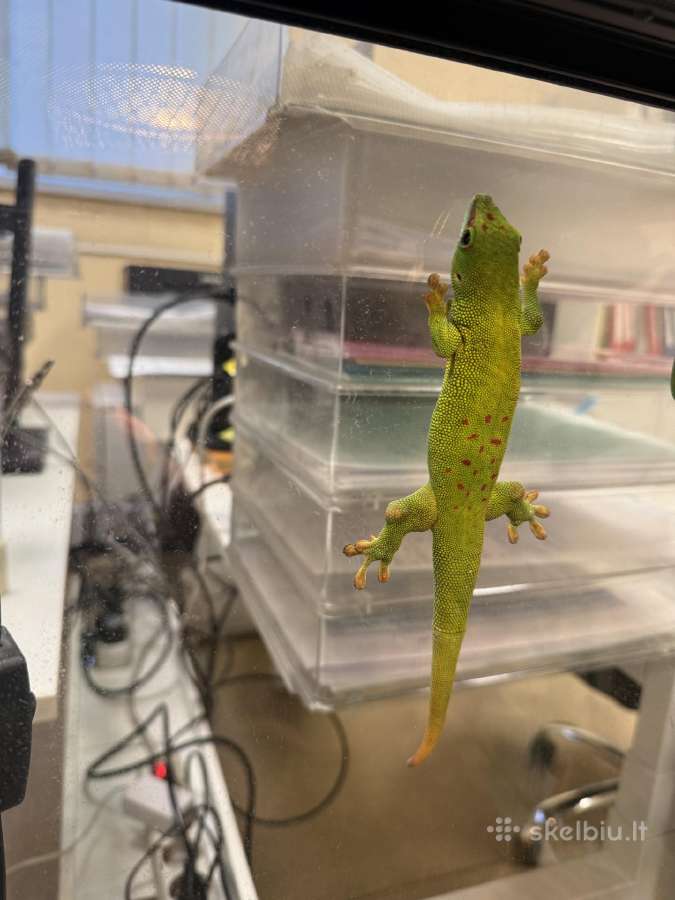 Madagaskaras dieninis gekonas su terariumu - nuotraukos Nr. 3