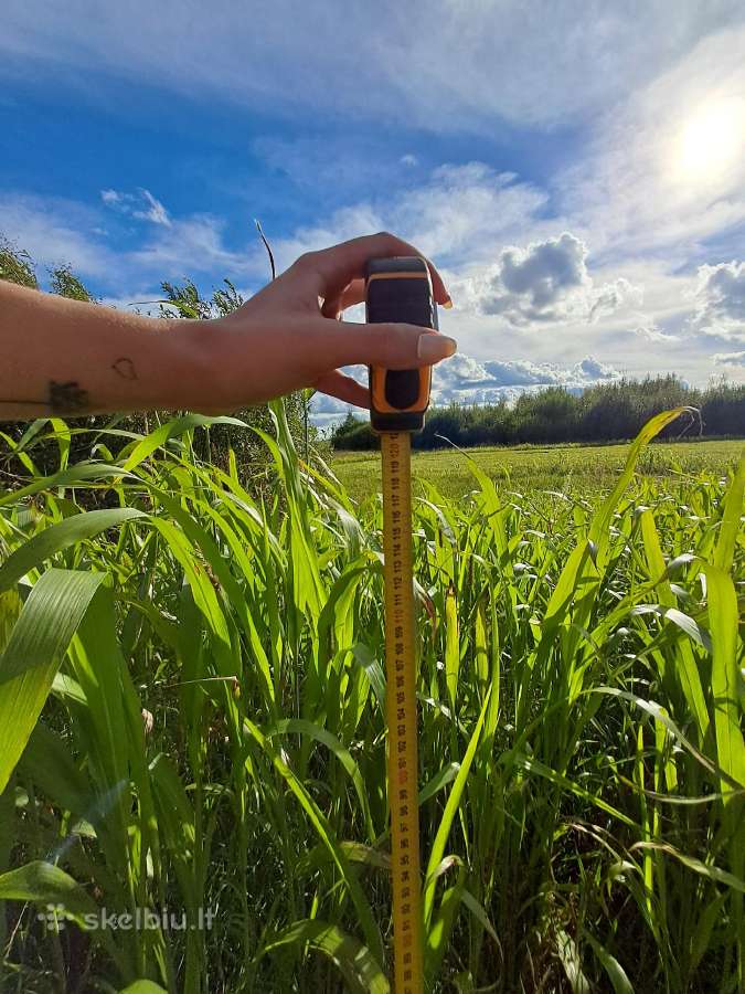 Sorgo-sudanžoles hibrido šienainis - nuotraukos Nr. 2