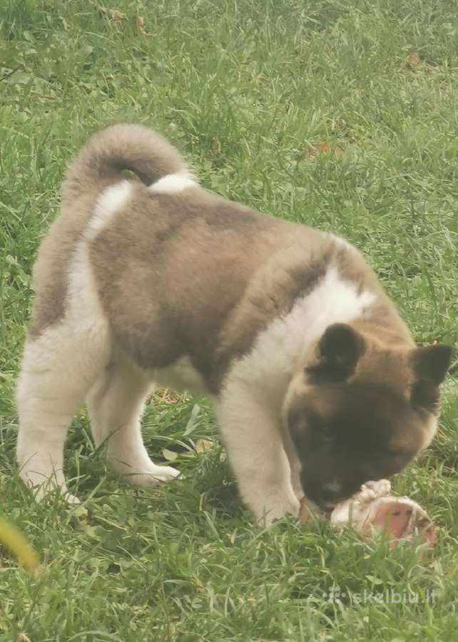 Amerikiečiu Akita šuniukai - nuotraukos Nr. 2