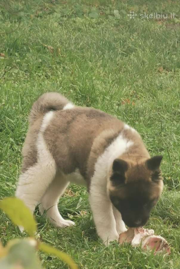 Amerikiečiu Akita šuniukai - nuotraukos Nr. 3