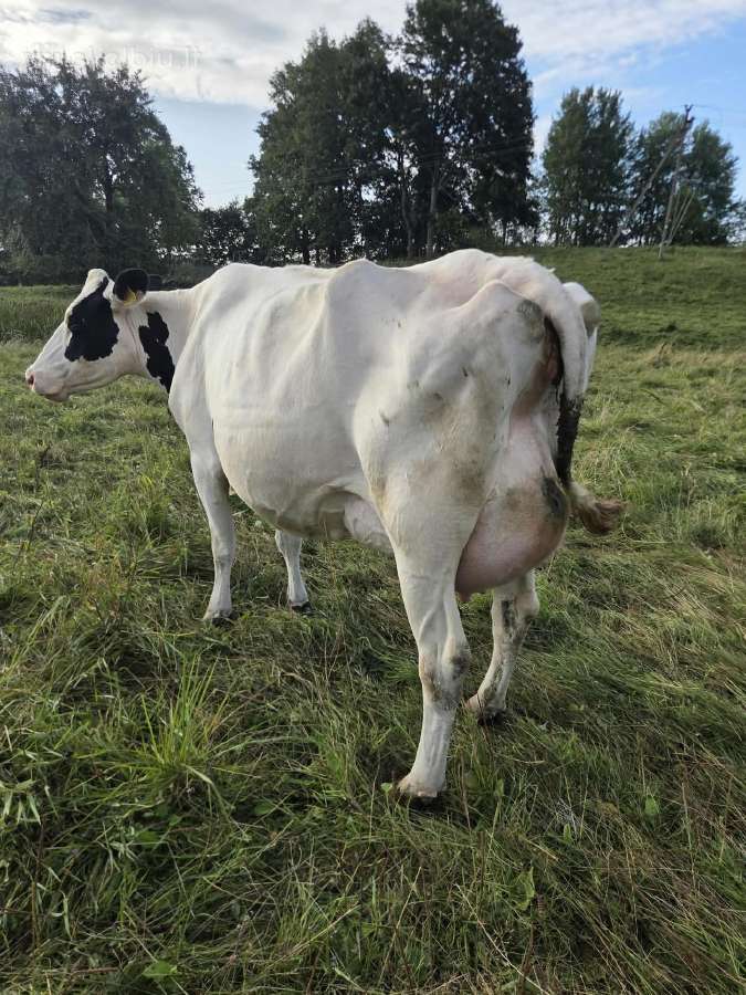 Parduodame pienines karves. Utenos raj. - nuotraukos Nr. 7