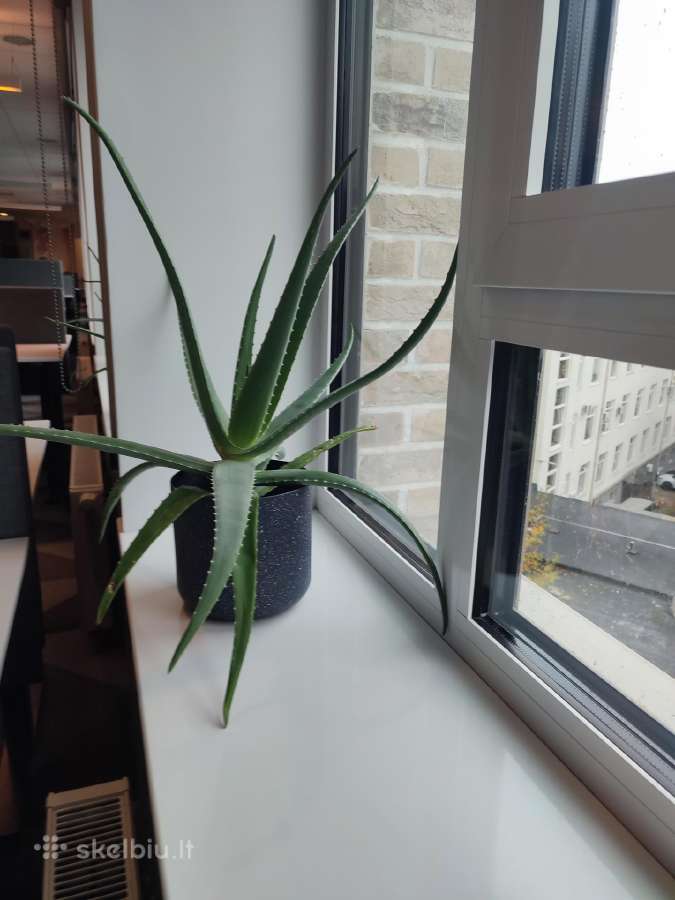Aloe Vera augalas - nuotraukos Nr. 2