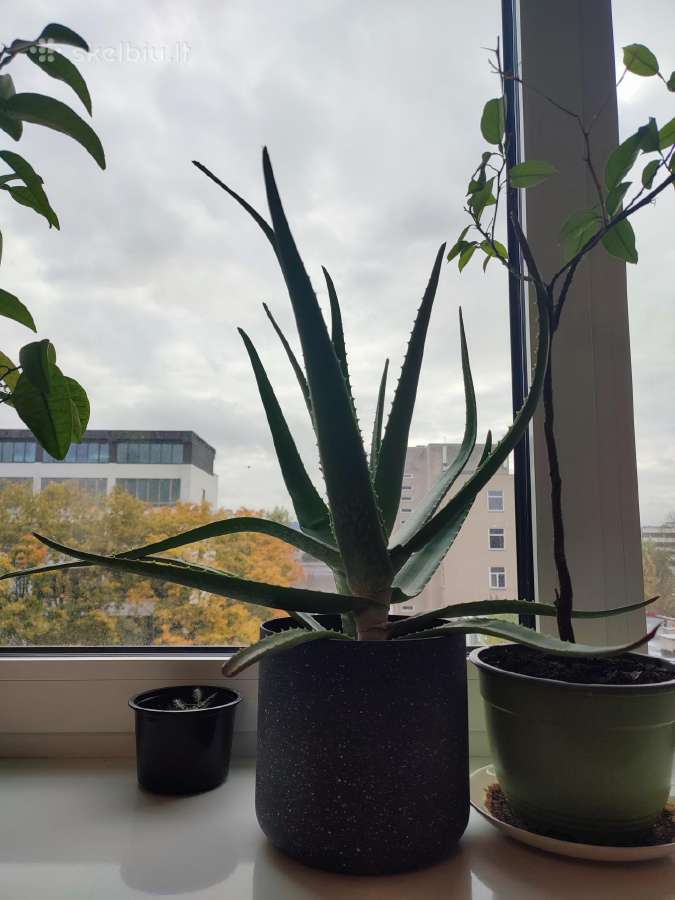 Aloe Vera augalas - nuotraukos Nr. 3