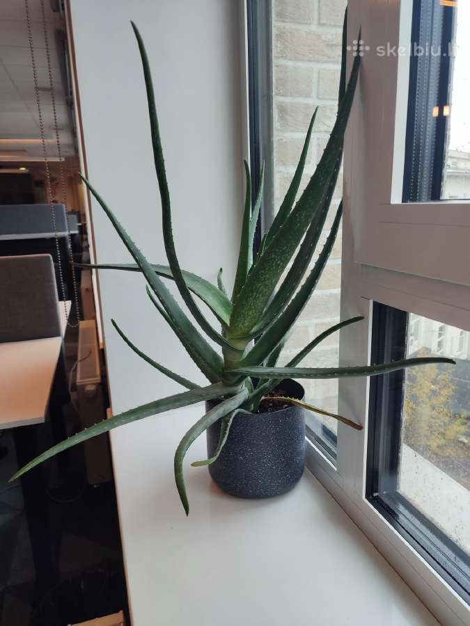Aloe Vera augalas - nuotraukos Nr. 4
