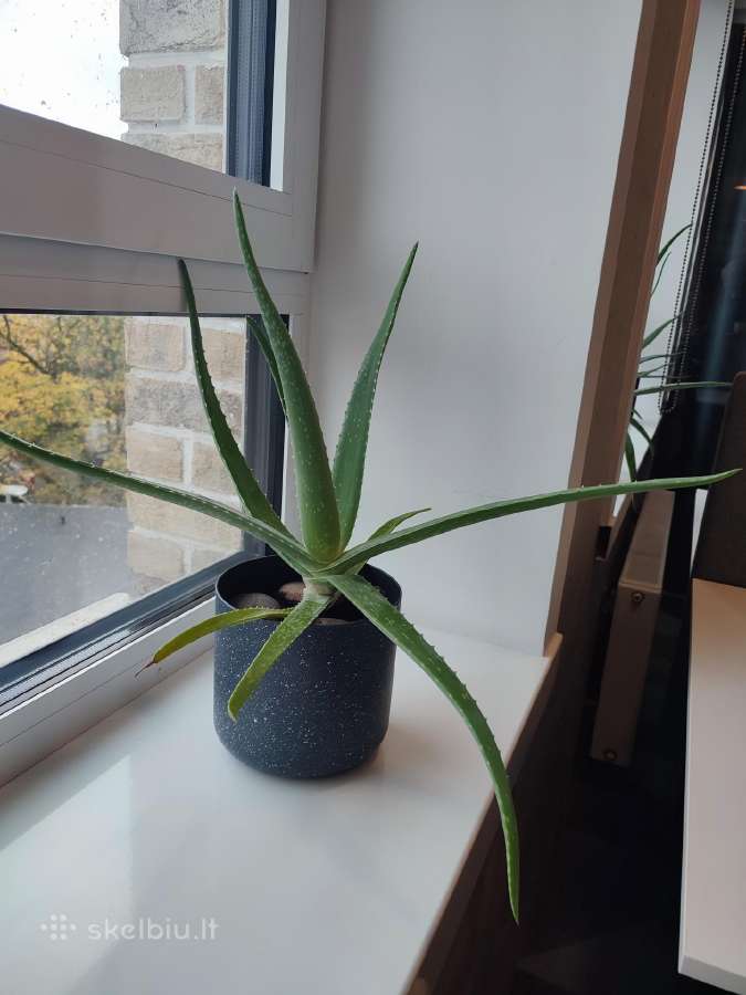 Aloe Vera augalas - nuotraukos Nr. 5