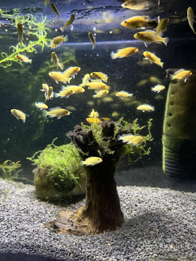 Labidochromis yellow akvariumo žuvites parduodu - nuotraukos Nr. 2