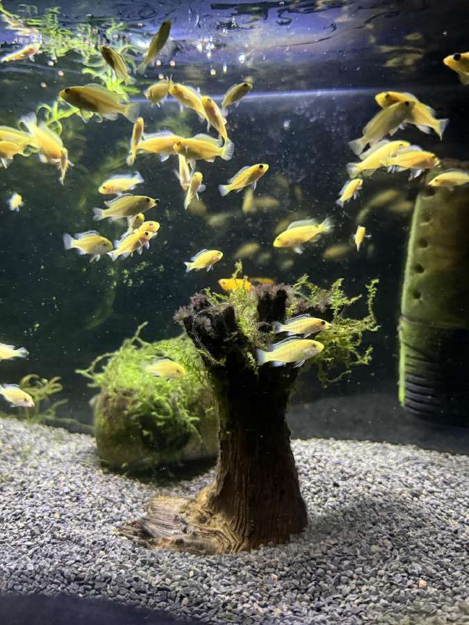 Labidochromis yellow akvariumo žuvites parduodu - nuotraukos Nr. 3