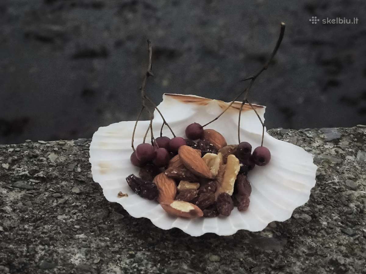 Natūralios jūros šukučių kriauklės(dekorui,indams) - nuotraukos Nr. 6