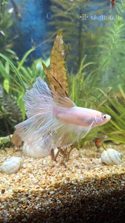 Gaidelis (Betta) - nuotraukos Nr. 2