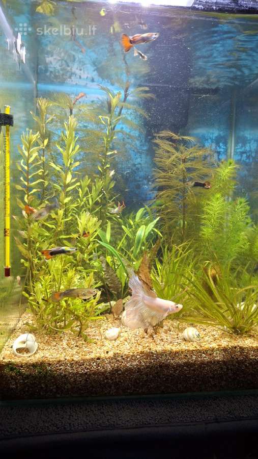Gaidelis (Betta) - nuotraukos Nr. 5