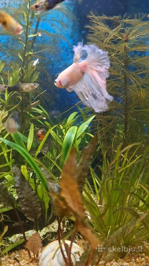 Gaidelis (Betta) - nuotraukos Nr. 3