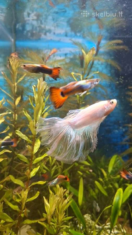 Gaidelis (Betta) - nuotraukos Nr. 4