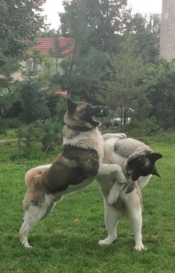 Amerikiečiu Akita šuniukai - nuotraukos Nr. 13