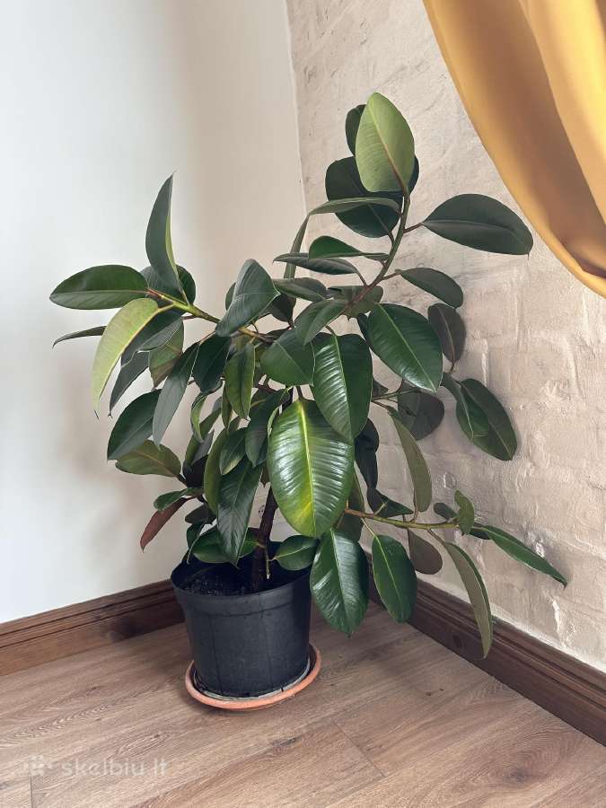 Du gražūs stambialapiai fikusai 110 cm aukščio - nuotraukos Nr. 2