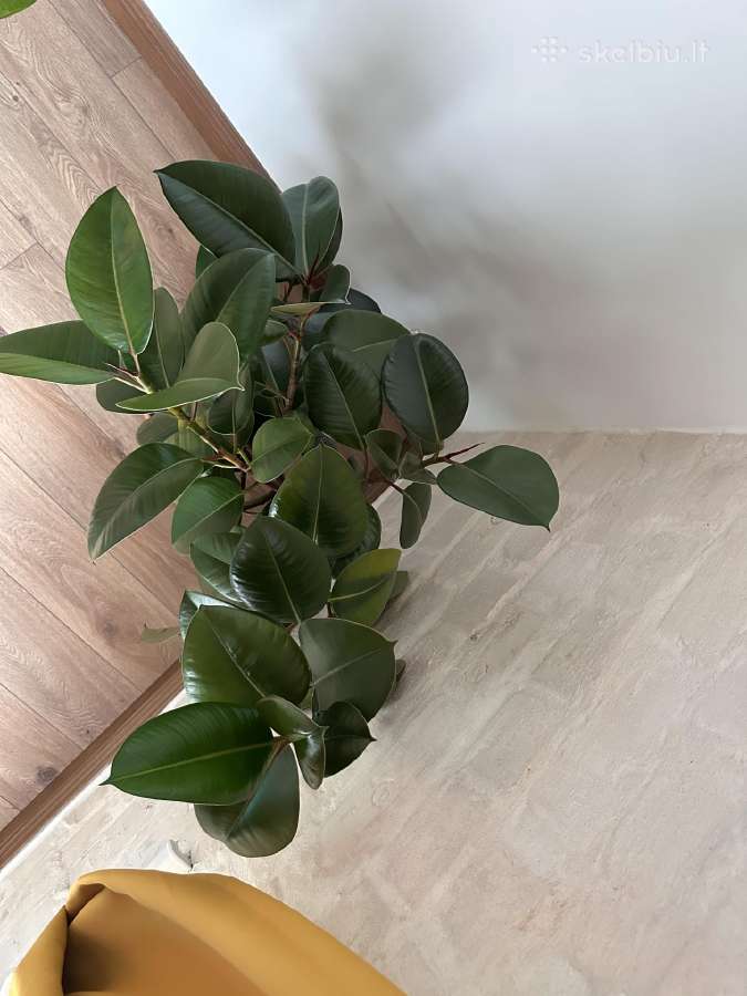 Du gražūs stambialapiai fikusai 110 cm aukščio - nuotraukos Nr. 4