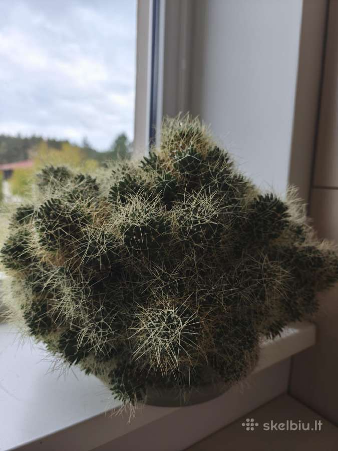 Kambarinių gėlių išpardavimas - nuotraukos Nr. 17