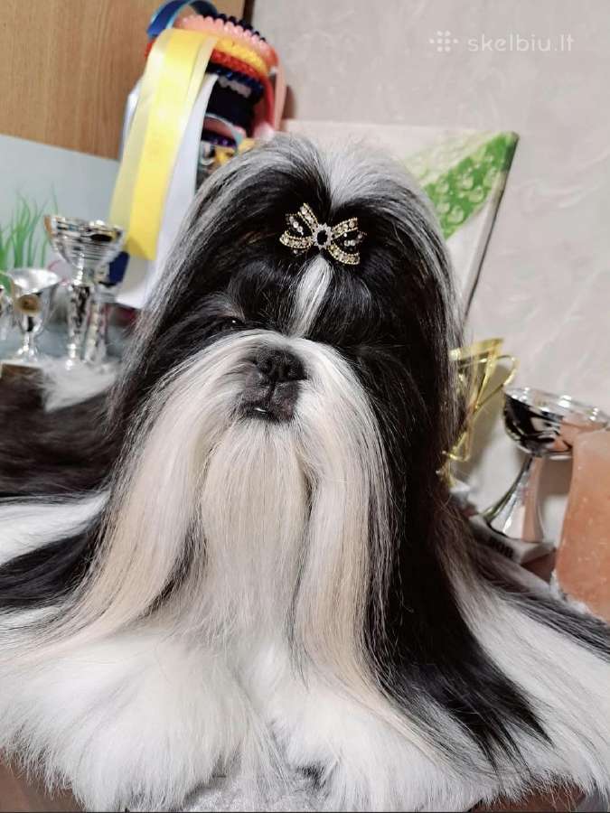 Shih tzu mažyliai - nuotraukos Nr. 2