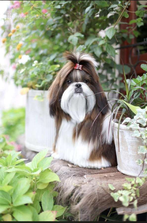 Shih tzu mažyliai - nuotraukos Nr. 3