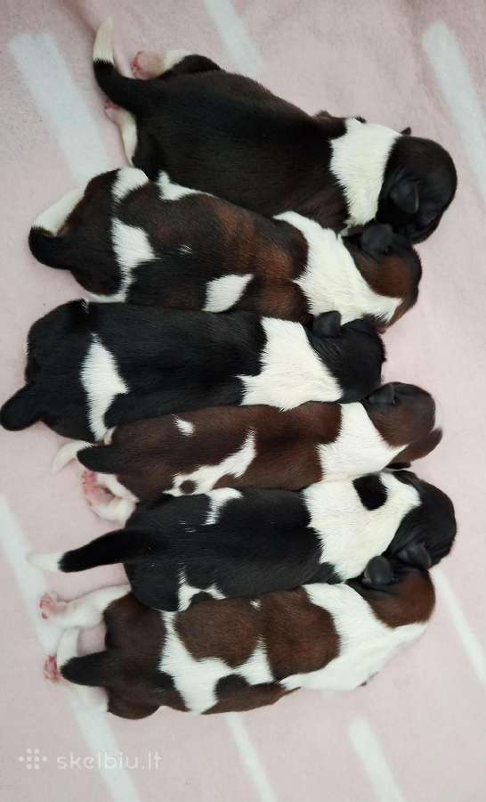 Shih tzu mažyliai - nuotraukos Nr. 4
