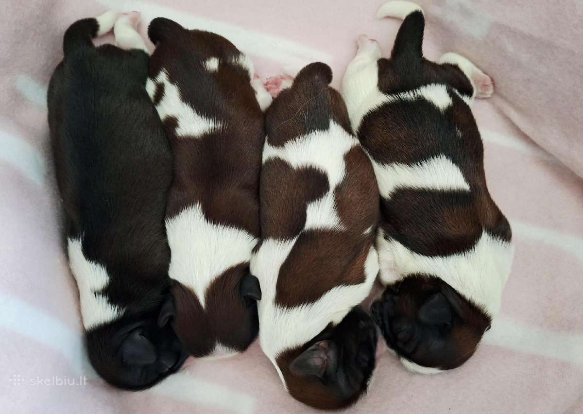 Shih tzu mažyliai - nuotraukos Nr. 5