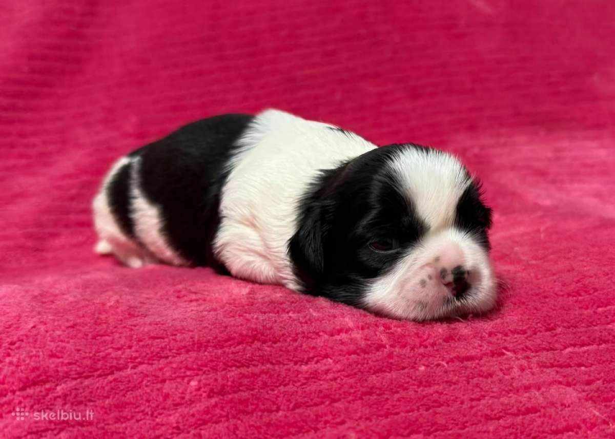 Shih tzu mažyliai - nuotraukos Nr. 6