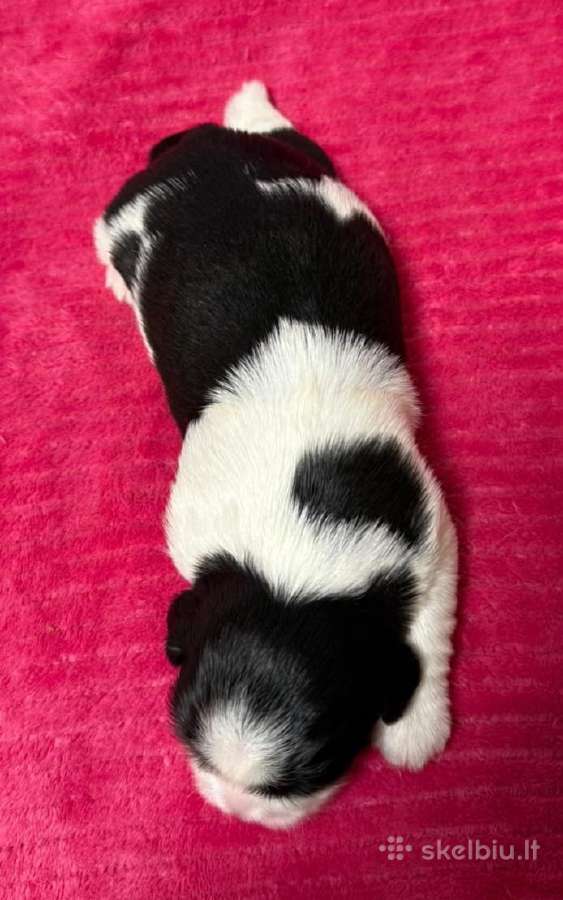 Shih tzu mažyliai - nuotraukos Nr. 7