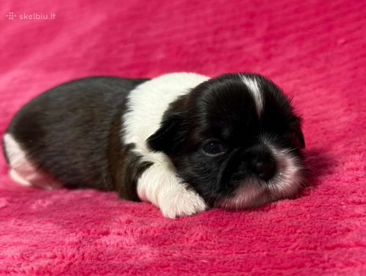 Shih tzu mažyliai - nuotraukos Nr. 8